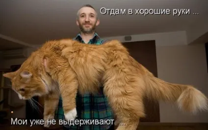 Єнотова кішка мейн-кун про породу фото - кішки шоу (кішка) Єнотова кішка мейн-кун про породу фото - кішки шоу
