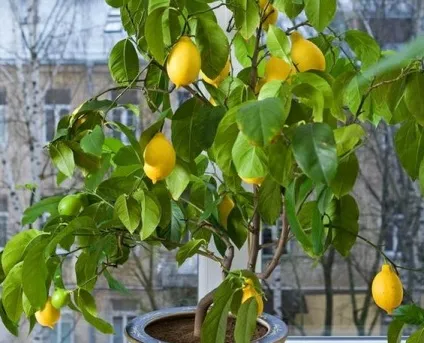 Екзотичні фрукти вирощені на підвіконні