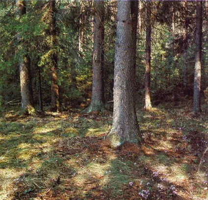 смерекові ліси