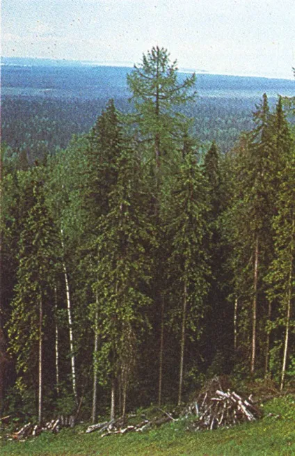 смерекові ліси