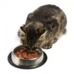 Якщо кишечник кота забитий шерстю (кишечник) Якщо кишечник кота забитий шерстю