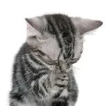 Якщо кишечник кота забитий шерстю (волосяних куль шлунку) Якщо кишечник кота забитий шерстю