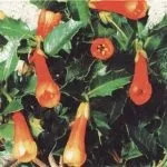 Ехіум (echium), затишний сад