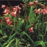 Ехіум (echium), затишний сад