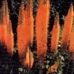Ехіум (echium), затишний сад