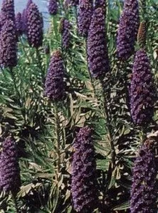 Ехіум (echium), затишний сад