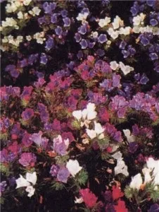 Ехіум (echium), затишний сад