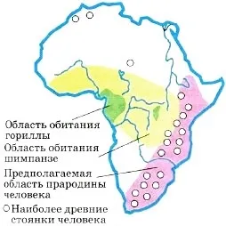 еволюція людини
