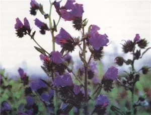 Ехіум (echium), затишний сад