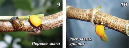 Ферма сонечок