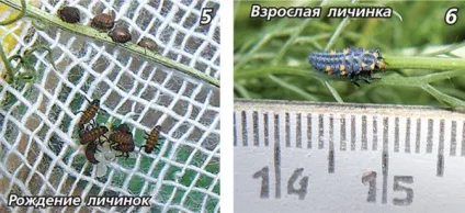 Ферма сонечок