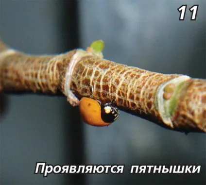 Ферма сонечок