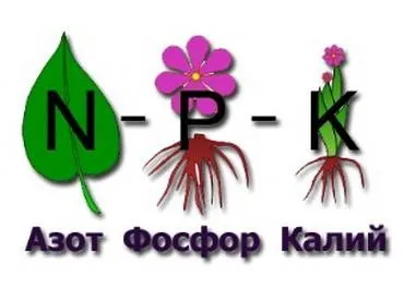 Фіалки на підвіконні, коли вносити добрива для фіалок (ряболисті фіалки) Фіалки на підвіконні, коли вносити добрива для фіалок