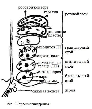 Фізіологія і функції шкіри (білки природні зволожуючі фактори) Фізіологія і функції шкіри