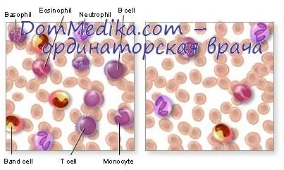 Фіксування мазків крові