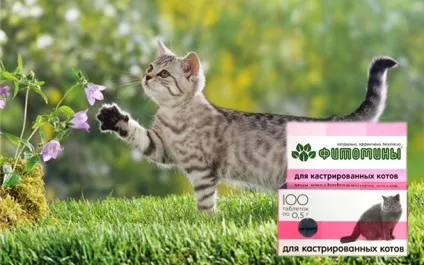 Фітоміни для кастрованих котів
