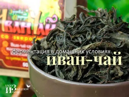 Ферментація іван-чаю в домашніх умовах, блог Ірини Зайцевої (умовах) Ферментація іван-чаю в домашніх умовах, блог Ірини Зайцевої