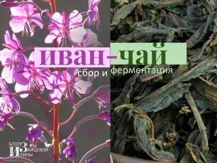 Ферментація іван-чаю в домашніх умовах, блог Ірини Зайцевої (домашніх) Ферментація іван-чаю в домашніх умовах, блог Ірини Зайцевої