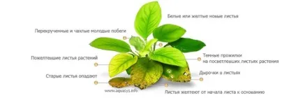 Фосфорно-калійні добрива фосфор і калій для квітів (квітів) Фосфорно-калійні добрива фосфор і калій для квітів