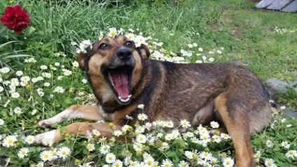 Фотографії собак після того, як їх забрали з притулку, які змусять вас врятувати хоча б одне