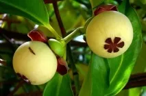 Фрукт мангостін (мангустін) корисні властивості, ніж корисний сік, масло, застосування в домашніх (фрукт) Фрукт мангостін (мангустін) корисні властивості, ніж корисний сік, масло, застосування в домашніх
