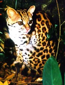 Маргай, довгохвоста американська кішка маргай (felis wiedi, leopardus wiedii), ареал батьківщина (felis) Маргай, довгохвоста американська кішка маргай (felis wiedi, leopardus wiedii), ареал батьківщина