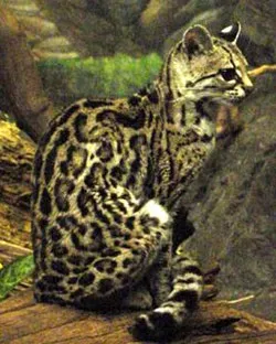 Маргай, довгохвоста американська кішка маргай (felis wiedi, leopardus wiedii), ареал батьківщина (американська) Маргай, довгохвоста американська кішка маргай (felis wiedi, leopardus wiedii), ареал батьківщина
