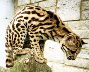 Маргай, довгохвоста американська кішка маргай (felis wiedi, leopardus wiedii), ареал батьківщина (felis) Маргай, довгохвоста американська кішка маргай (felis wiedi, leopardus wiedii), ареал батьківщина