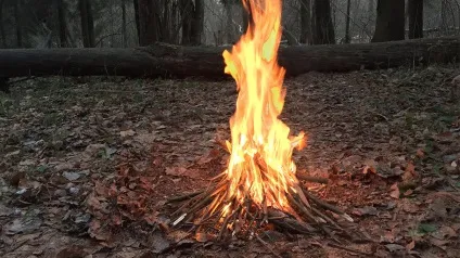 Малярійний комар - один з найнебезпечніших комах (небезпечних) Малярійний комар - один з найнебезпечніших комах
