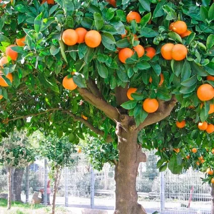 масло петітгрейна