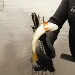 Гарпун своїми рукам - підводне полювання своїми руками - все сам (своїми) Гарпун своїми рукам - підводне полювання своїми руками - все сам