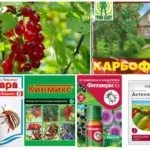 Галова тля на смородині - чим і як боротися