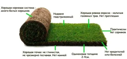 Газонна трава для ледачих що вибрати (газонна трава ледачий) Газонна трава для ледачих що вибрати