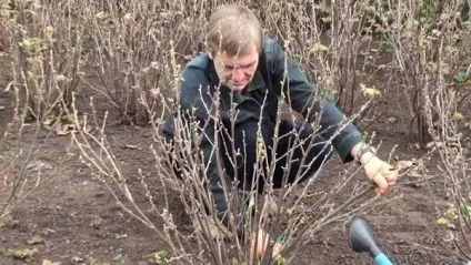 Галова тля на смородині шкоду і способи боротьби (способи) Галова тля на смородині шкоду і способи боротьби