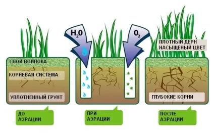 Газонна трава для ледачих що вибрати (вибрати) Газонна трава для ледачих що вибрати