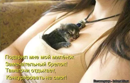 Де повинна спати кішка 1