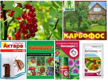 Галова тля на смородині - чим і як боротися