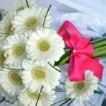 Гербери як виглядають, кращі види, історія походження квітки (квітки) Гербери як виглядають, кращі види, історія походження квітки