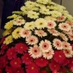 Гербери як виглядають, кращі види, історія походження квітки (види) Гербери як виглядають, кращі види, історія походження квітки