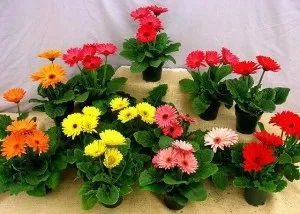 Гербера з насіння в домашніх умовах (умовах) Гербера з насіння в домашніх умовах