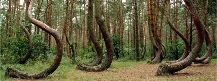 Геопатогенні зони і їх вплив на здоров'я людини - аномальні зони - новини (зони) Геопатогенні зони і їх вплив на здоров'я людини - аномальні зони - новини