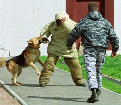 Де працюють службові собаки і як їх навчають, питання-відповідь, аргументи і факти (собаки) Де працюють службові собаки і як їх навчають, питання-відповідь, аргументи і факти
