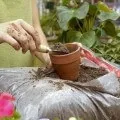 Гідропонна система метод роботи і види (види) Гідропонна система метод роботи і види