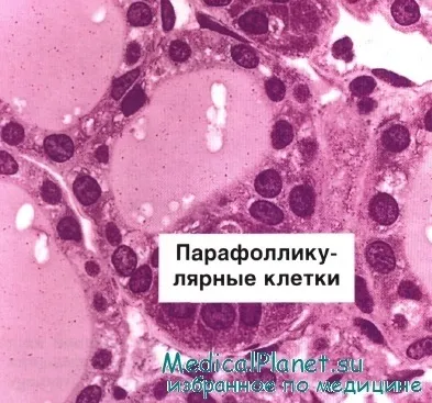 Гістологія щитовидної залози (гранулярних ендоплазматичної мережі) Гістологія щитовидної залози
