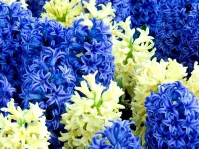Гіацинт посадка і догляд пересадка зберігання цибулин і розмноження (догляд) Гіацинт посадка і догляд пересадка зберігання цибулин і розмноження