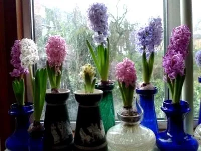 Гіацинт посадка і догляд пересадка зберігання цибулин і розмноження (цибулин) Гіацинт посадка і догляд пересадка зберігання цибулин і розмноження