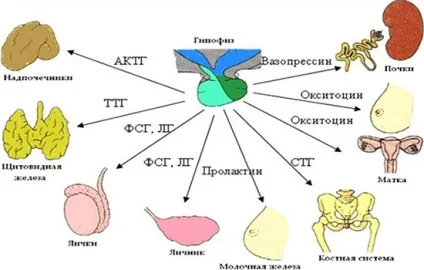 Гіперфункція і гіпофункція гіпофіза у дорослих як розвивається і проявляється (гіпофіза) Гіперфункція і гіпофункція гіпофіза у дорослих як розвивається і проявляється