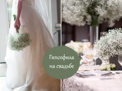 Гипсофила на весіллі