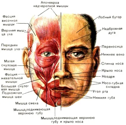 Гімнастика для обличчя - шкода чи користь (особи) Гімнастика для обличчя - шкода чи користь
