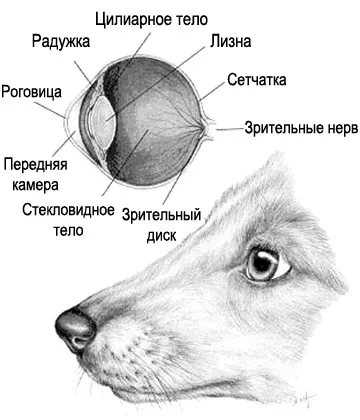 Очі і зір собаки особливості та будову, все про собак (собаки) Очі і зір собаки особливості та будову, все про собак